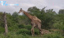 动物视频,捕捉自然之美瞬间