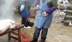 杀猪的视频,血腥画面令人触目惊心